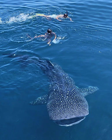 lombok to labuan bajo komodo island